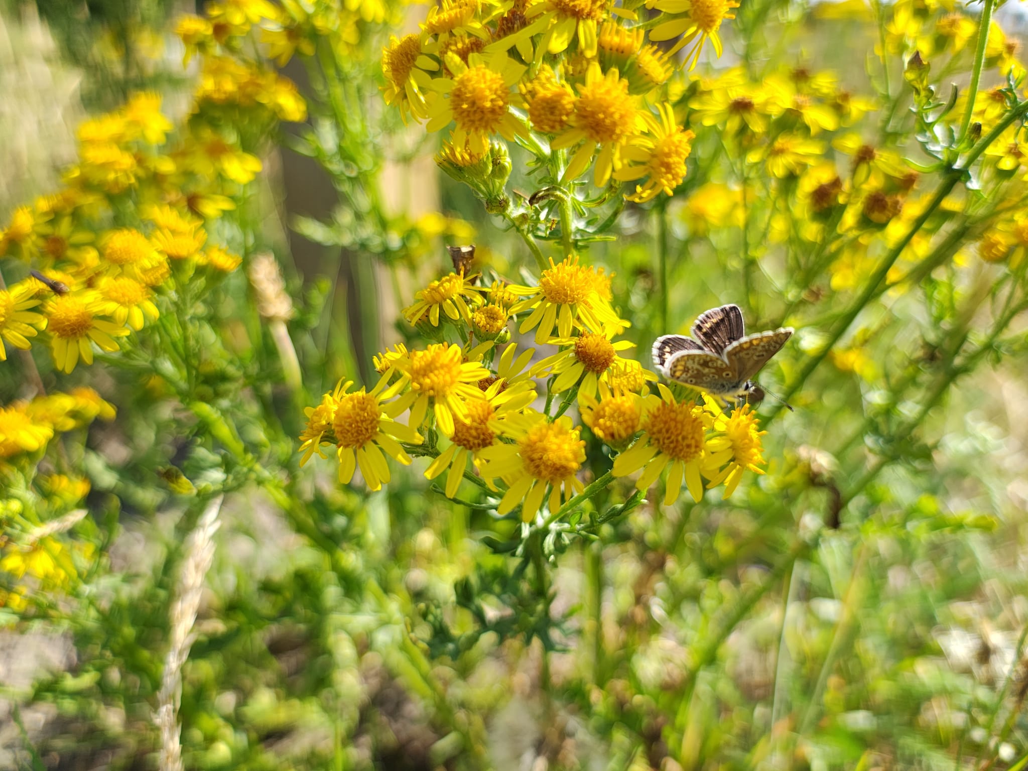 BLOEMENWEIDE VRIJETIJDSCENTRUM & HET KRUISBESTUIVERSPLAN