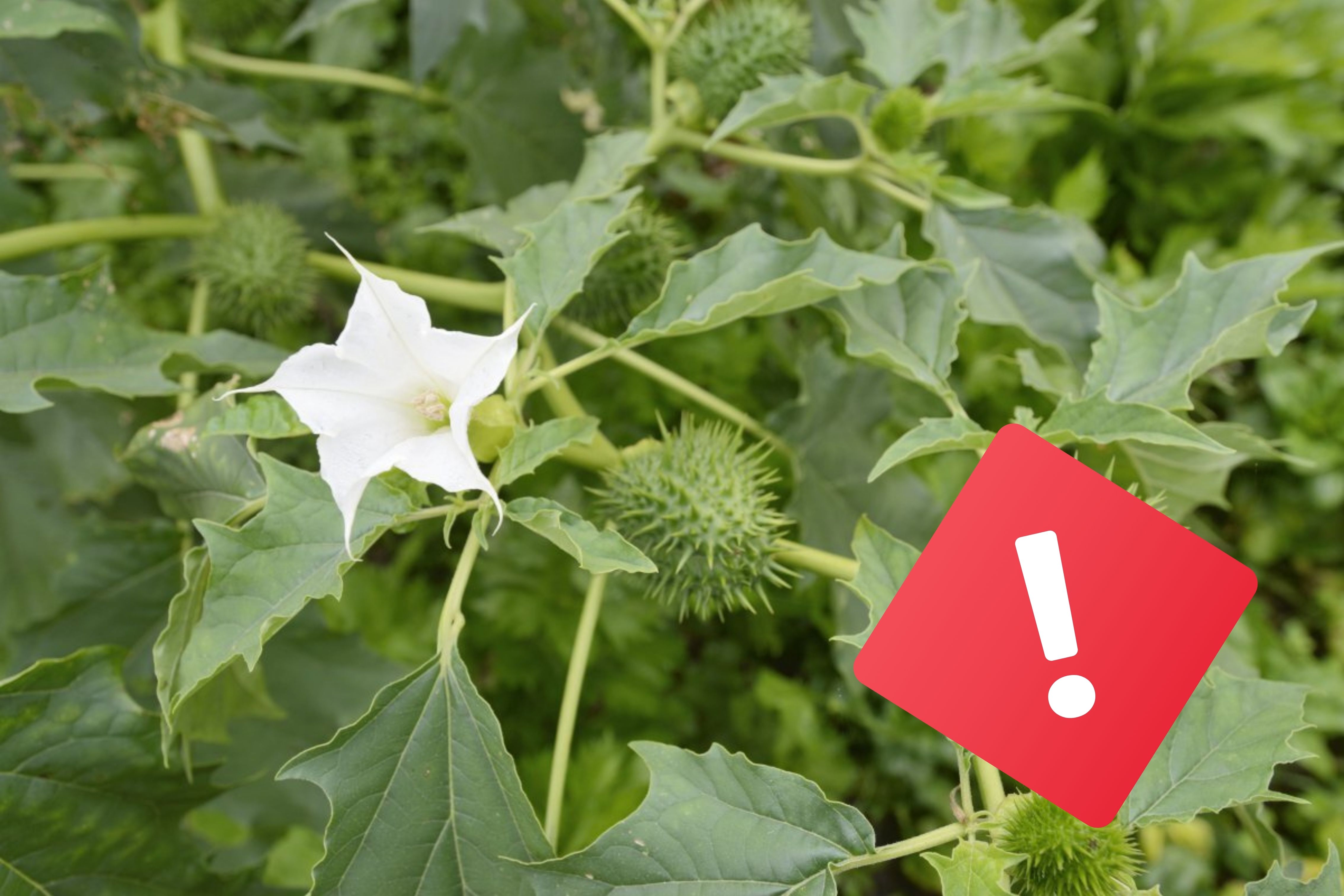 DOORNAPPEL IN OPMARS